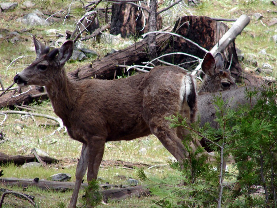 FAUNE 4 (27).JPG